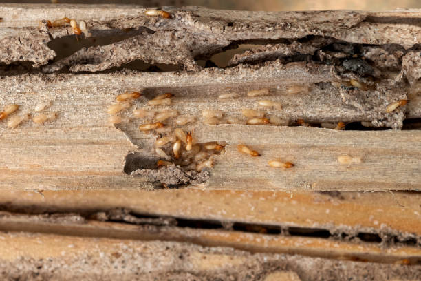 Best Flea Control Services  in Gresham, OR